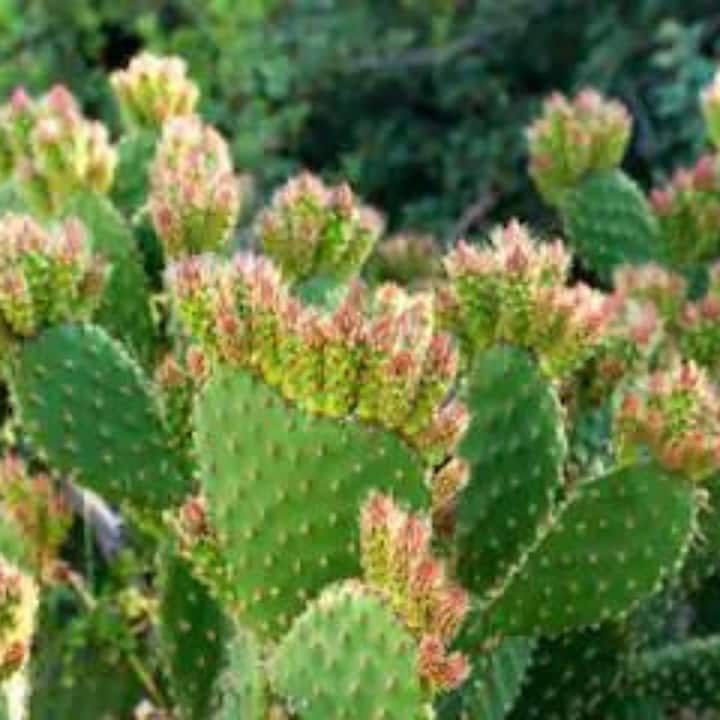 বাস্তু মতে, কাঁটাযুক্ত গাছ কখনোই ঘর বা উঠানে লাগানো উচিত নয়। কাঁটাযুক্ত গাছপালা ঘরে অর্থনৈতিক সমস্যা নিয়ে আসে। তাই এ ধরনের গাছ লাগানো থেকে বিরত থাকুন।