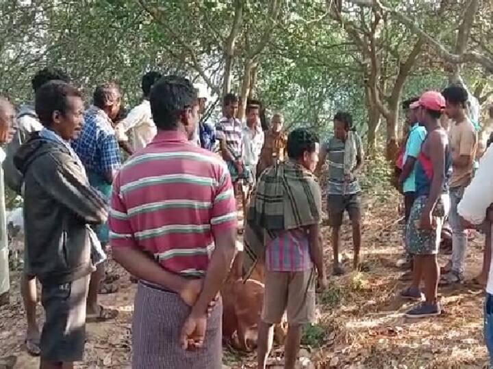 Tiger Wandering in Andhra Pradesh Tiger Kills Goat in Parvathipuram Manyam district Tiger Wandering in AP: వామ్మో మన్యం జిల్లాలో మళ్లీ పులి కలకలం - ఈసారి మేక బలి!