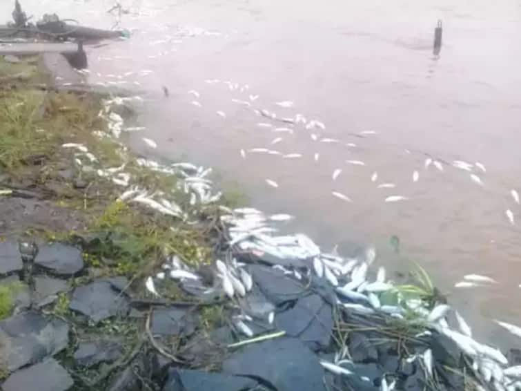 NGT pinned the blame of Krishna river pollution on the violations committed by nine sugar mills Krishna river pollution : 'कृष्णा'माईच्या प्रदुषणाला 9 साखर कारखाने दोन नगरपालिका आणि सांगली महापालिका जबाबदार!
