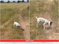 Video: सांप पर कर दिया कुत्ते ने अटैक... पहले तो घसीटकर बाहर निकाला और फिर मार दिया