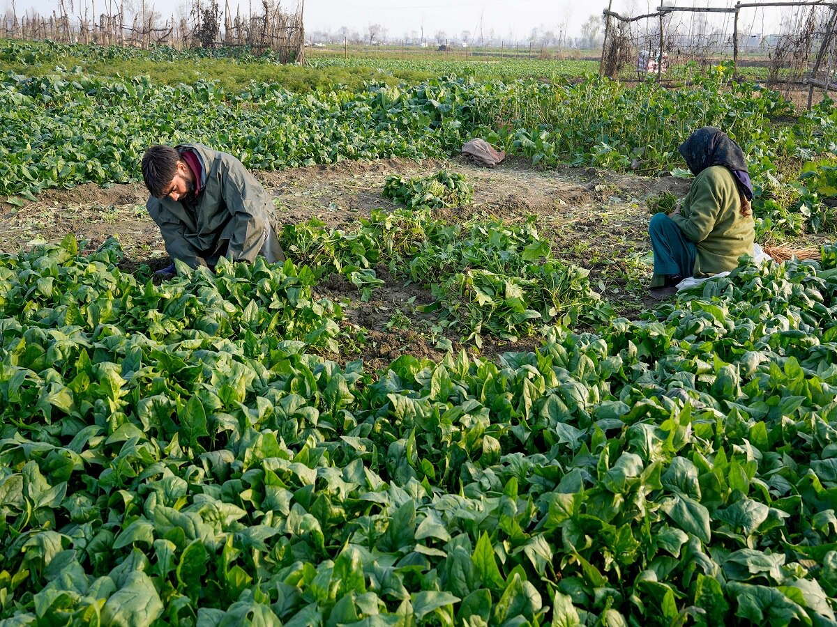 Agri Business: ખેતી સાથે જોડાયેલા બિઝનેસ માટે નાબાર્ડ આપે છે 20 લાખની લોન, સરકાર આપશે 44% સબસિડી