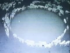 Scientist 'Solves' Mystery Behind Sheep Walking In Circle For 12 Days In China