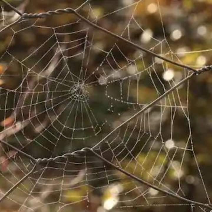 যে ঘরে নোংরা ও মাকড়সার জাল থাকে সেখানে মা লক্ষ্মী থাকেন না। ঘরে কখনই জাল তৈরি করতে দেবেন না। এমনটা মনে করা হয় যে, জাল থাকলে বাড়ির সদস্যদের করা কাজও নষ্ট হয়ে যায়।