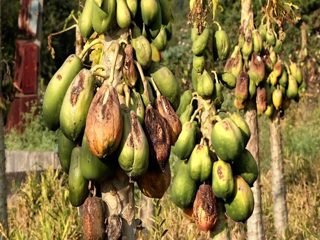 Beed Virus attack on papaya orchards hundreds of acres of papaya orchards destroyed agriculture news Beed: पपईच्या बागावर व्हायरसचा हल्ला, शेकडो एकर पपईच्या बागा उद्ध्वस्त