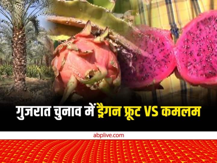 BJP Make Dragon Fruit Named Changer Kamlam Congress Said BJP Doing Politics Gujarat Assembly Election ANN Gujarat Election 2022: गुजरात के चुनावी रण में एक लड़ाई ड्रैगन फ्रूट बनाम कमलम की भी, पढ़ें पूरा विवाद