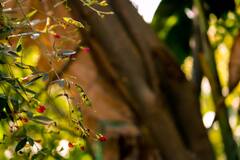 Photo : राज्यात तुरीचा हंगाम धोक्यात?