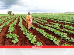 उत्तर प्रदेश के एग्रीकल्चर सेक्टर में दम दिखाएंगी अमेरिकन कंपनियां, ये है सरकार का प्लान