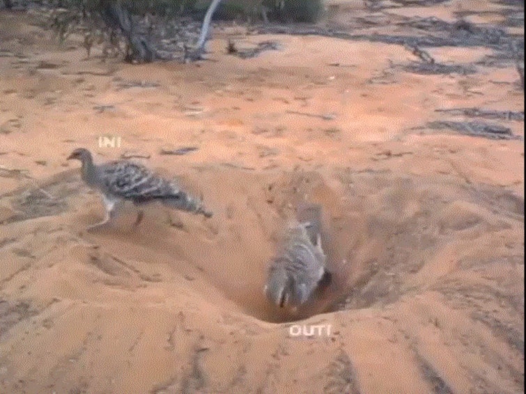 Anand Mahindra Shares Video Of Birds Digging Up Ditch To Explain Importance Of Team Work Anand Mahindra Shares Video Of Birds Digging Up Ditch To Explain Importance Of Team Work