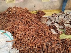 एशिया की सबसे बड़ी इमली की मंडी बस्तर, अरबों का कारोबार, फिर भी अंधेरे में क्यों है संग्राहकों की जिंदगी