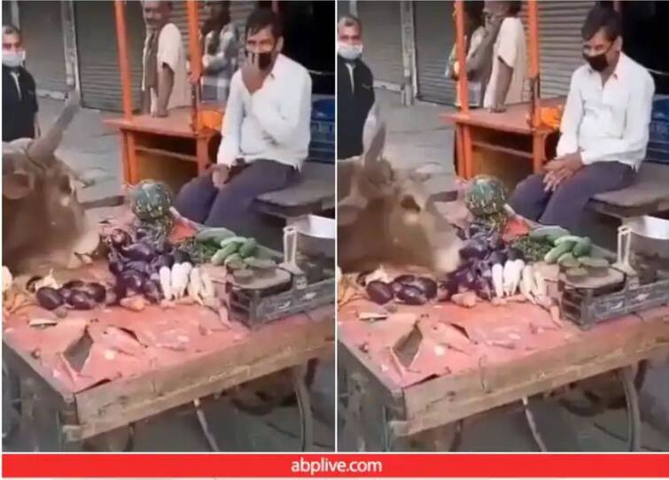 Video: Person fed all the vegetables kept on the handcart to the hungry bull, the likes are increasing with the speed of the video Video: ਭੁੱਖੇ ਸਾਨ੍ਹ ਨੂੰ ਸ਼ਖ਼ਸ ਨੇ ਖੁਆ ਦਿੱਤੀਆਂ ਰੇਹੜੀ 'ਤੇ ਰੱਖੀਆਂ ਸਾਰੀਆਂ ਸਬਜ਼ੀਆਂ, ਗੋਲੀ ਦੀ ਰਫ਼ਤਾਰ ਵਾਂਗ ਵੀਡੀਓ ਦੇ ਵਧ ਰਹੇ ਲਾਈਕਸ