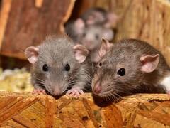 Cannabis Effects in Rats: गांजा खाकर इस तरह बौराते हैं चूहे, मथुरा में 581 किलो गांजा उड़ा गए, कोर्ट ने कहा जांच होगी