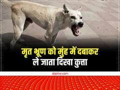 महाराजगंज से आई दिल दहलाने वाली तस्वीर, अस्पताल से मृत भ्रूण को मुंह में दबाकर ले जाता दिखा कुत्ता