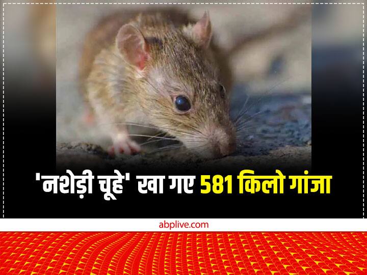 Mathura Uttar Pradesh police told court during trial that rats ate more than 500 kg of seized marijuana Mathura: 'नशेड़ी चूहे' खा गए 581 किलो गांजा, पुलिस की हैरान करने वाली रिपोर्ट, कोर्ट ने कहा- सबूत दें