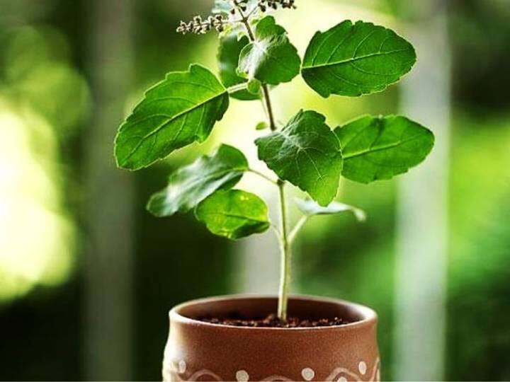 तुलसी-भारतीय संस्कृति में तुलसी का अपना एक विशेष महत्व है. पूजा पाठ से लेकर हेल्थ टिप्स तक तुलसी काफी इस्तेमाल होता है. साथ ही यह फंगल इंफेक्शन को भी दूर करता है. अगर आपके भी घर की तुली मुरझा रही है तो पानी में हल्दी नमक का घोल बनाकर छिड़कने से तुलसी का पौधा फिर से ठीक हो जाएगा.