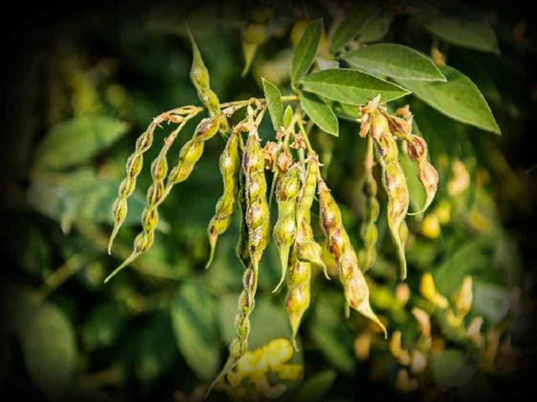 Agriculture News : राज्यात तुरीचा हंगाम धोक्यात? तुरीवर शेंगा पोखरणाऱ्या अळीचा प्रादुर्भाव Tur season in danger in the state? Infestation of pod borer in akola Agriculture News : राज्यात तुरीचा हंगाम धोक्यात? तुरीवर शेंगा पोखरणाऱ्या अळीचा प्रादुर्भाव