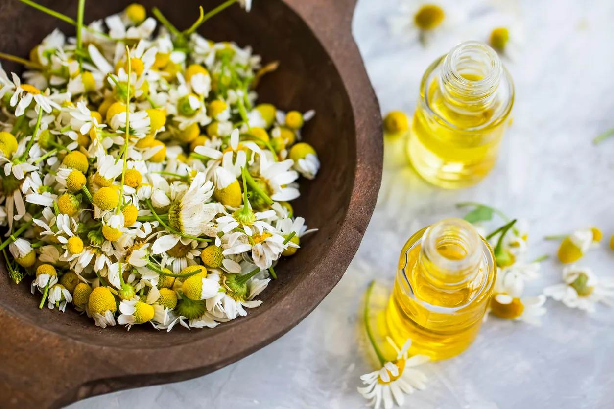 Chamomile Oil : சரும பராமரிப்பு முதல் முடி ஆரோக்கியம் வரை..கெமொமில் எண்ணெயின் மேஜிக்..