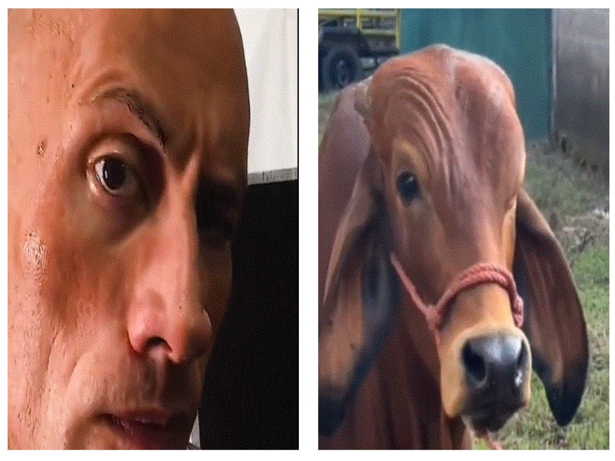 The Rock Has A Witty Reaction To A Cows Eyebrow Raise Video Shared