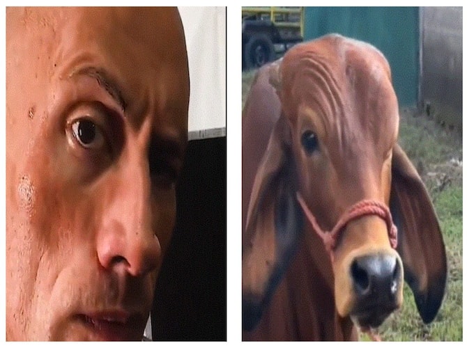 Dwayne Johnson: 0 - Cow: 1, Here's How 'The Rock' Reacted To A Viral Video  Of Cow Doing His Iconic 'Eyebrow Raising' Expression!