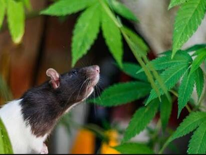 Uttar Pradesh Rats ate 500kg marijuana Mathura cops tell court பறிமுதல் செய்யப்பட்ட கஞ்சாவை ஒப்படைக்கக் கோரிய நீதிமன்றம்… எலி தின்றதாக பழிபோட்ட போலீசார்