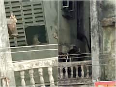 Maha: Leopard Strays Into Residential Area In Kalyan, Video Shows It Jumping Across Building Window