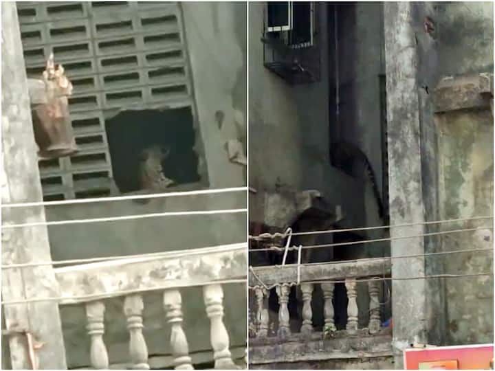 Maharashtra: Leopard Strays Into Residential Area In Kalyan, Video Shows It Jumping Across Building Window Maha: Leopard Strays Into Residential Area In Kalyan, Video Shows It Jumping Across Building Window