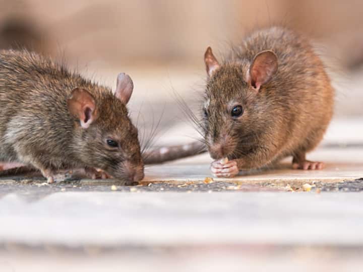 Rats 'Ate' 500 Kg Of Weed, Say UP Cops As Court Asks For Seized Drug: Report Rats 'Ate' 500 Kg Of Weed, Say UP Cops As Court Asks For Seized Drug: Report