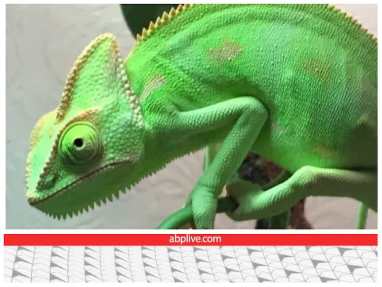 how does a chameleon change its color fact about chameleon गिरगिट को रंग बदलते तो देखा ही होगा! समझिए कैसे होता है ये अनोखा कारनामा