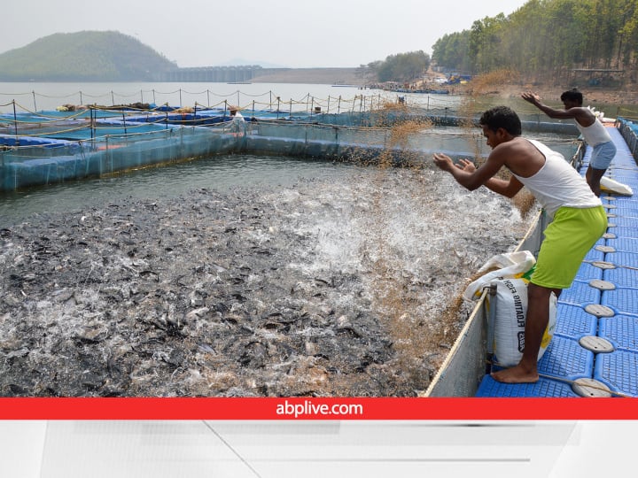 jhinga-fish-farming-farmers-can-earn-profit-of-lakhs-of-rupees