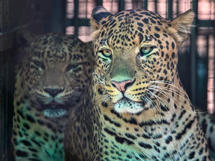 Rajasthan, Kota, Leopard, Students Forced To Study In Community Centres As Leopard Makes School Its Home in Rajasthan's Kota Students Forced To Study In Community Centres As Leopard Makes School Its Home in Rajasthan's Kota