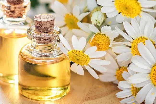 Chamomile Oil : சரும பராமரிப்பு முதல் முடி ஆரோக்கியம் வரை..கெமொமில் எண்ணெயின் மேஜிக்..