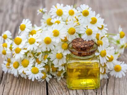 9 Benefits Of Chamomile Oil For Skin, Hair And Health Chamomile Oil : சரும பராமரிப்பு முதல் முடி ஆரோக்கியம் வரை..கெமொமில் எண்ணெயின் மேஜிக்..