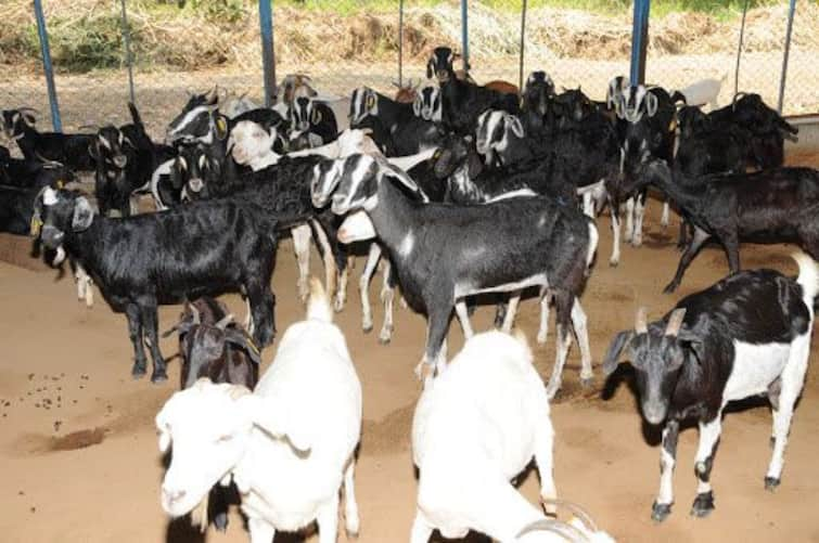 Trichy: mysterious gang attacked the farmer and stole 30 goats TNN சமயபுரம் அருகே விவசாயி தாக்கி 30 ஆடுகளை திருடிச்சென்ற  மர்ம கும்பல்