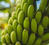 Banana Production : केळीच्या दरात वाढ, मात्र जळगावात निर्यातक्षम केळीचा प्रथमच तुटवडा 