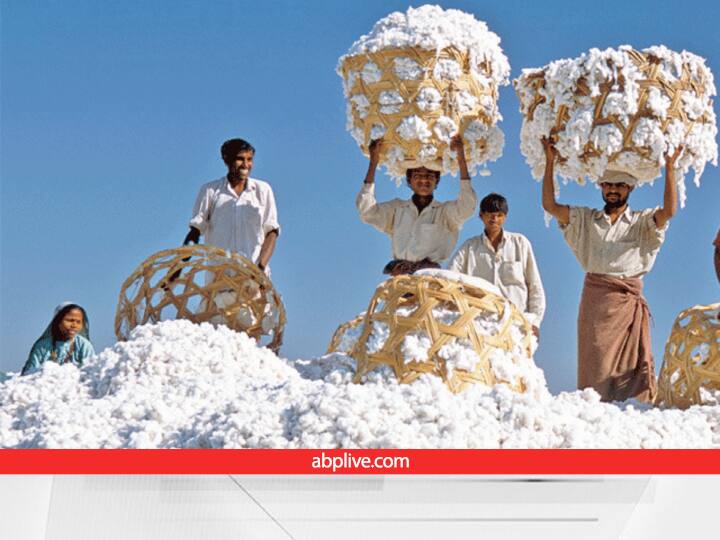 India Cotton production News This year sufficient production of cotton in the country according to the Minister of State for Textiles Darshana Jardosh Cotton News : देशात यंदा कापसाचं पुरेसं उत्पादन, वस्त्रोद्योग राज्यमंत्र्यांची माहिती, वाचा मागील पाच वर्षातील स्थिती