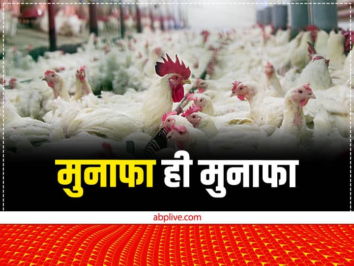 IPEMA estimated Poultry market growth upto 1 lakh crore Means best time for poultry farming Poultry Farming: मुर्गी पालन करते हैं तो खुश हो जाएं, जल्द होगी चौतरफा कमाई! नए पोल्ट्री फार्म के लिए भी एकदम परफेक्ट टाइम