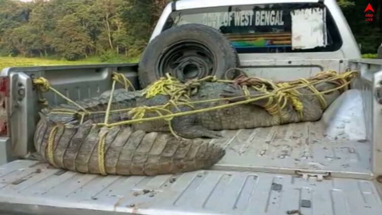 Malda News a big Crocodile rescues by forest department Malda News: প্রায় ২০০ কেজি ওজনের কুমির উদ্ধার মালদায়, বড় সাফল্য বন দফতরের