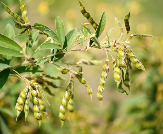 Photo : राज्यात तुरीचा हंगाम धोक्यात?