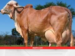 National Milk Day: भारत में गाय-भैंस की टॉप देसी नस्लें, जो दूध उत्पादन में नंबर-1 पर हैं, आज ही घर ले आएं