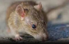 Mathura: ਨਸ਼ੇੜੀ ਚੂਹੇ ਖਾ ਗਏ 581 ਕਿਲੋ ਗਾਂਜਾ, ਹੈਰਾਨ ਕਰਨ ਵਾਲੀ ਪੁਲਿਸ ਰਿਪੋਰਟ, ਕੋਰਟ ਨੇ ਕਿਹਾ- ਸਬੂਤ ਦਿਓ