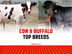 National Milk Day: भारत में गाय-भैंस की टॉप देसी नस्लें, जो दूध उत्पादन में नंबर-1 पर हैं, आज ही घर ले आएं