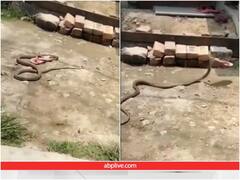 चप्पल चोर सांप...दूर रहने के लिए महिला ने फेंकी चप्पल तो उसे ले उड़ा सांप