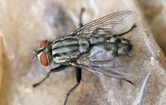 House Flies : ਘਰ 'ਚੋਂ ਤੁਰੰਤ ਭੱਜ ਜਾਣਗੀਆਂ ਸਾਰੀਆਂ ਮੱਖੀਆਂ, ਇਕ ਵਾਰ ਅਜ਼ਮਾਓ ਇਹ ਨੁਸਖਾ