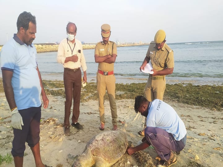 பருவ நிலை மாற்றம்... பச்சையாக மாறிய கடல் நீர் - உயிரிழக்கும் கடல் ஆமை: என்ன நடக்கிறது தூத்துக்குடியில்?