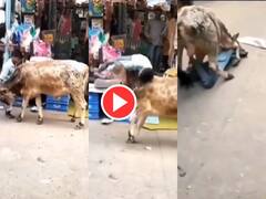 बच्चे से नहीं जीत पाया सांड, टक्कर मारने गया तो उसे ही जमीन पर पटक दिया - हैरान करने देगा Video