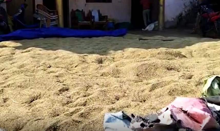 Bhandara News Paddy purchase center not started yet farmers deprived of selling the paddy harvested a month ago Bhandara News : शासकीय आधारभूत धान खरेदी केंद्र सुरु न झाल्याने शेतकरी संतप्त, महिनाभरापूर्वी कापलेलं धान पडून