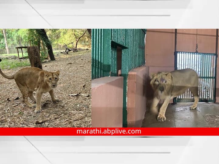 Mumbai Borivali Sanjay Gandhi National Park get a new pair of lions Latest Marathi News Update गुजरातमधील सिंहाची जोडी बोरिवलीच्या उद्यानात तर इथले वाघ जाणार गुजरातला
