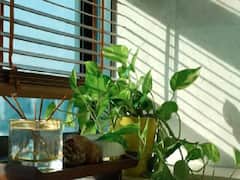 Vastu Tips: மணி பிளான்ட் மட்டும் யாருக்கும் பரிசாக கொடுத்துடாதீங்க...! ஏன் தெரியுமா?
