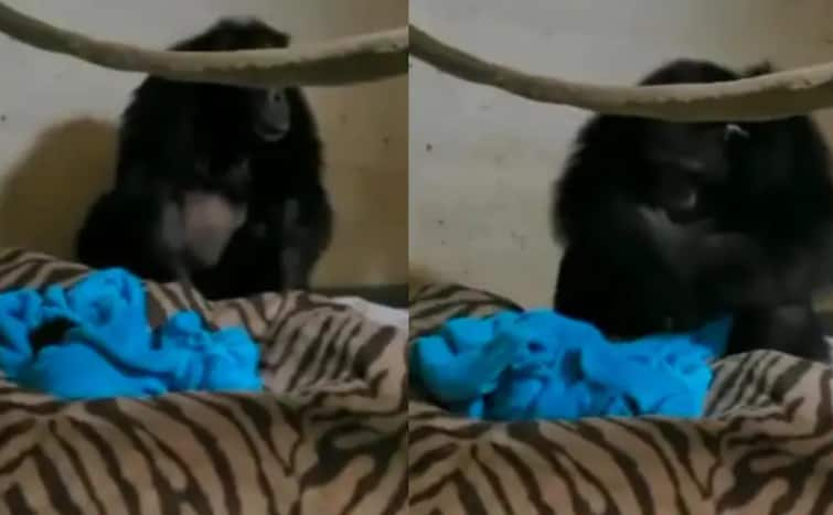 Video: reaction of a chimpanzee mother who meets her baby for the first time will make your eyes water ਵੀਡੀਓ: ਪਹਿਲੀ ਵਾਰ ਆਪਣੇ ਬੱਚੇ ਨੂੰ ਮਿਲਣ ਵਾਲੀ ਚਿੰਪਾਂਜ਼ੀ ਮਾਂ ਦੀ ਪ੍ਰਤੀਕਿਰਿਆ ਦੇਖ ਅੱਖਾਂ ਹੋ ਜਾਣਗੀਆਂ ਨਮ