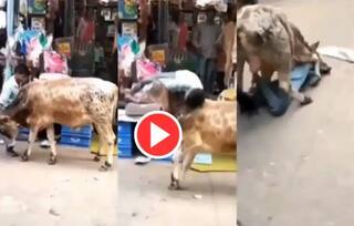 Viral Video: ਬੱਚੇ 'ਤੇ ਨਹੀਂ ਜਿੱਤ ਸਕਿਆ ਬਲਦ, ਟੱਕਰ ਮਾਰਨ ਗਿਆ ਤਾਂ ਉਸ ਨੂੰ ਹੀ ਜ਼ਮੀਨ 'ਤੇ ਸੁੱਟ ਦਿੱਤਾ- ਹੈਰਾਨ ਕਰ ਦੇਵੇਗੀ ਵੀਡੀਓ