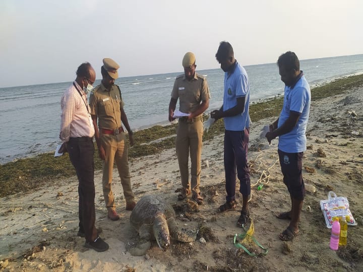 பருவ நிலை மாற்றம்... பச்சையாக மாறிய கடல் நீர் - உயிரிழக்கும் கடல் ஆமை: என்ன நடக்கிறது தூத்துக்குடியில்?